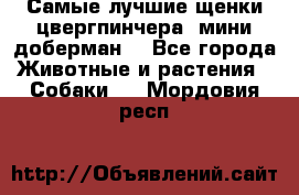 Самые лучшие щенки цвергпинчера (мини доберман) - Все города Животные и растения » Собаки   . Мордовия респ.